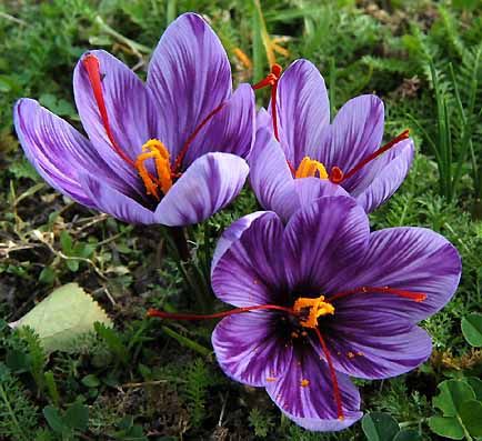 saffron flower