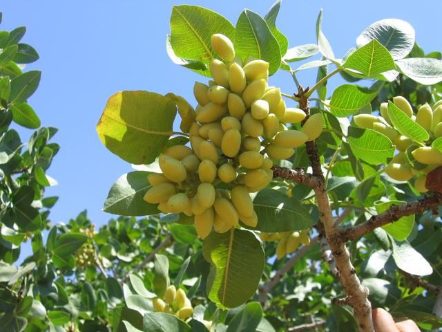 Green kernel Pistachio