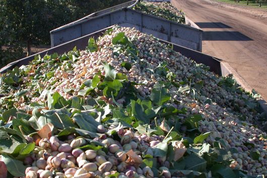 Green kernel Pistachio