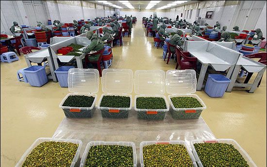 Green kernel Pistachio  Factory